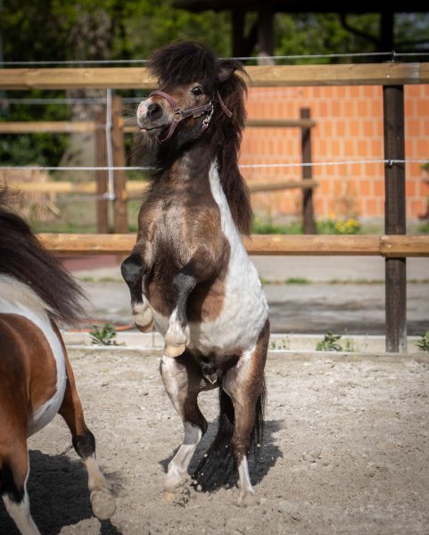 MEDIA # OF HORSE