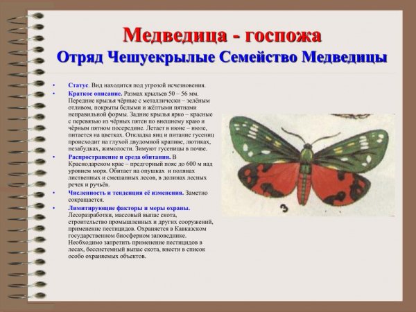 Медведица - госпожа