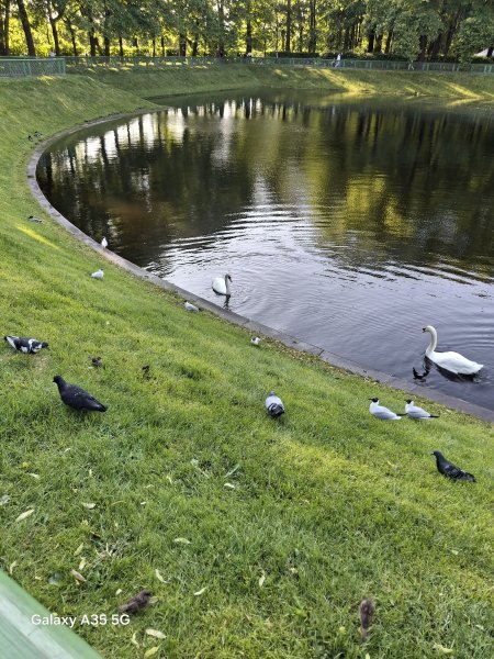 picture_390525718