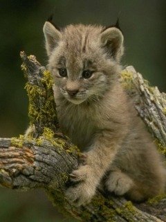 Cats 152