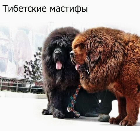 мастифы 164421