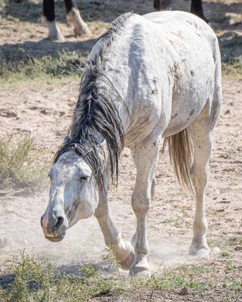 MEDIA # OF HORSE
