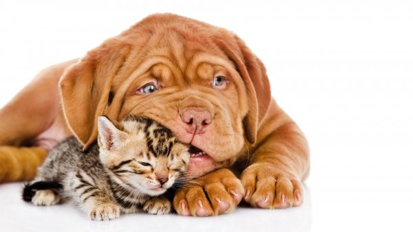puppy-and-cats-wallpapers 2