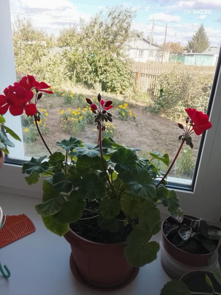 Красная герань