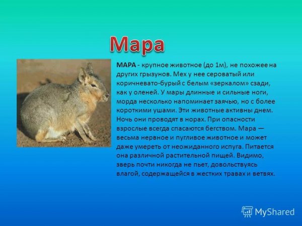 Мара