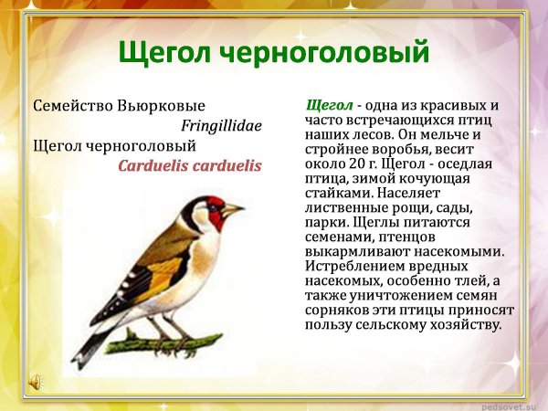 Щегол черноголовый