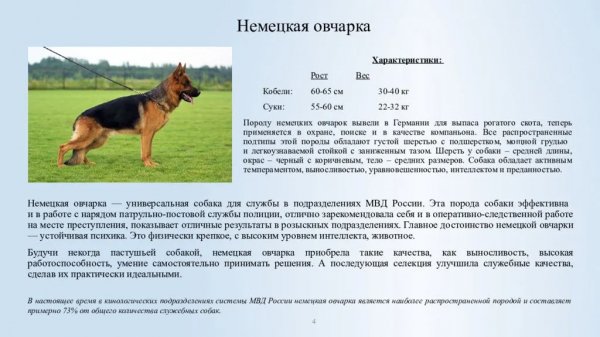 Немецкая овчарка