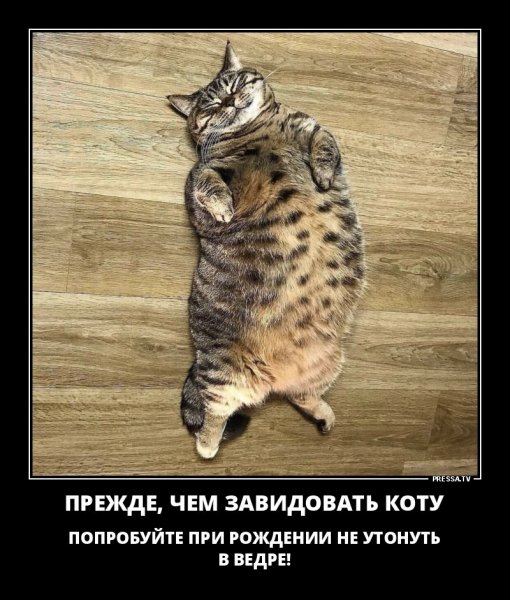 Прежде, чем завидовать коту