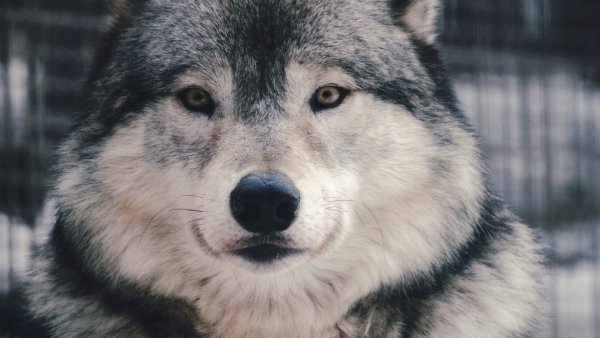 Wolves Closeup Snout Glance 527043 4032x2272