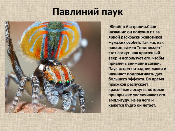 Павлиний паук