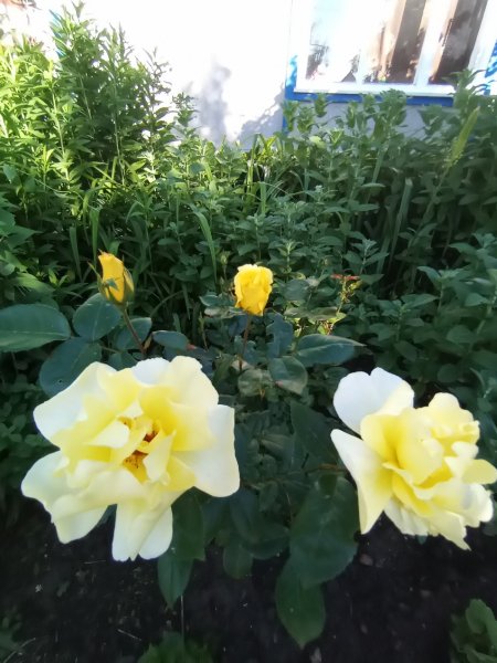 Роза