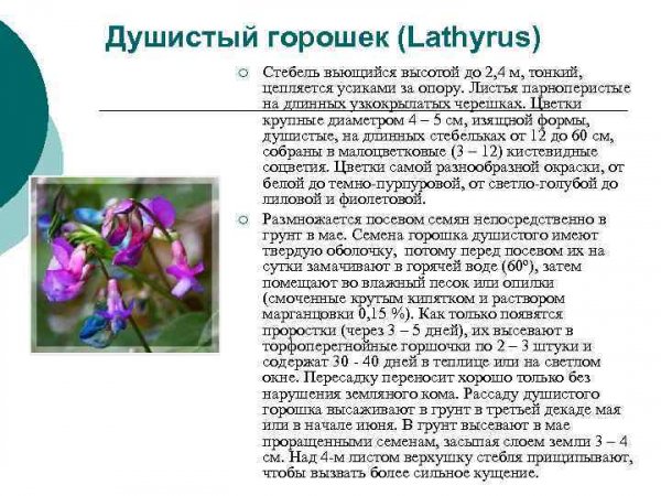 Душистый горошек