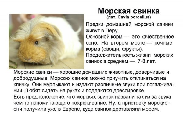 Морская свинка