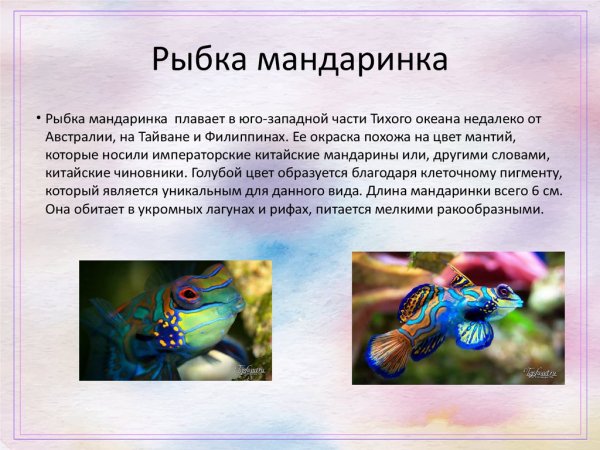 Рыбка мандаринка