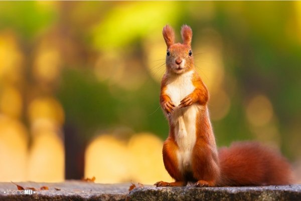 bokeh photography-font-family-37-670x448