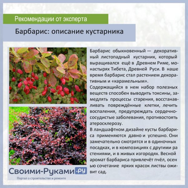 Барбарис