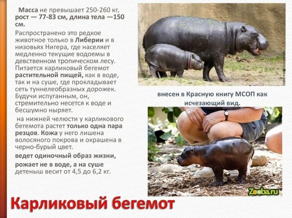 Карликовый бегемот