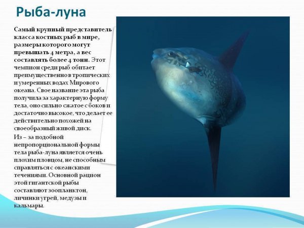 Рыба - луна
