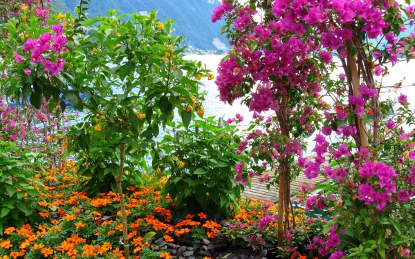 Plants-bushes-flowers