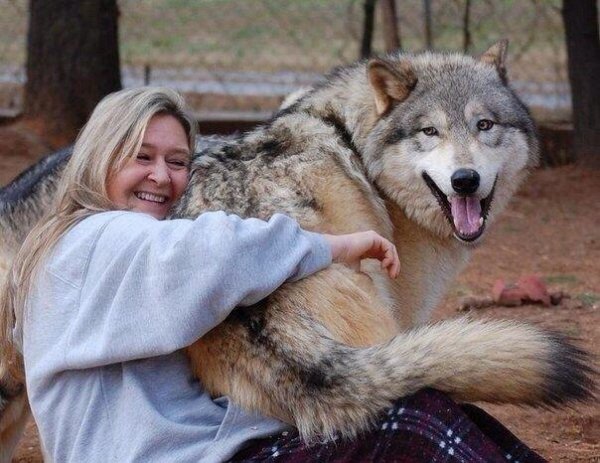Volk