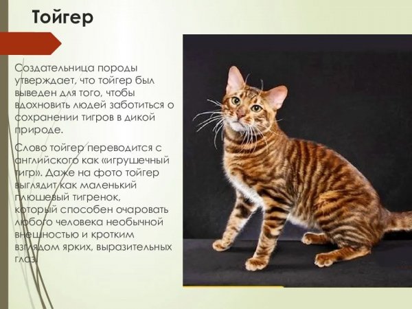 Тойгер