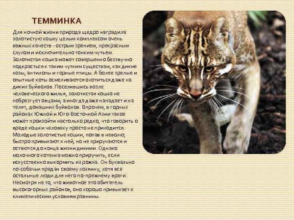 Темминка