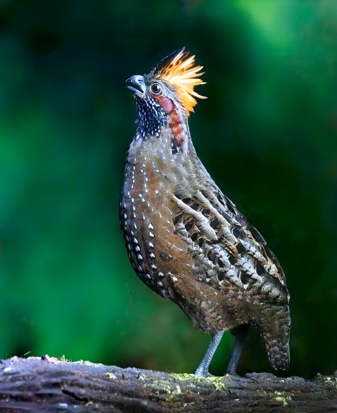 Пятнистый зубцеклювый Перепел