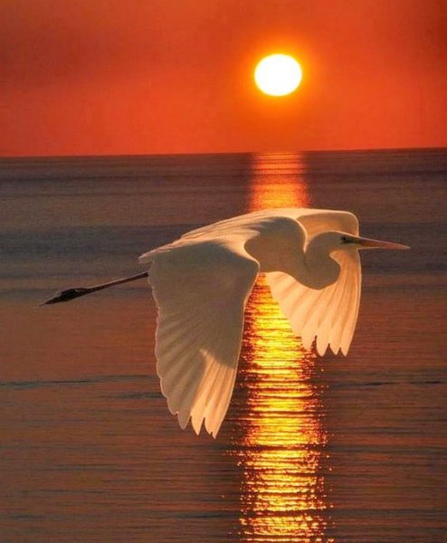 Журавль на закате