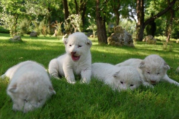 Собаки