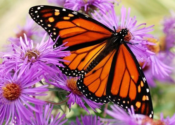 Uzn 1438694714 84167428359044002