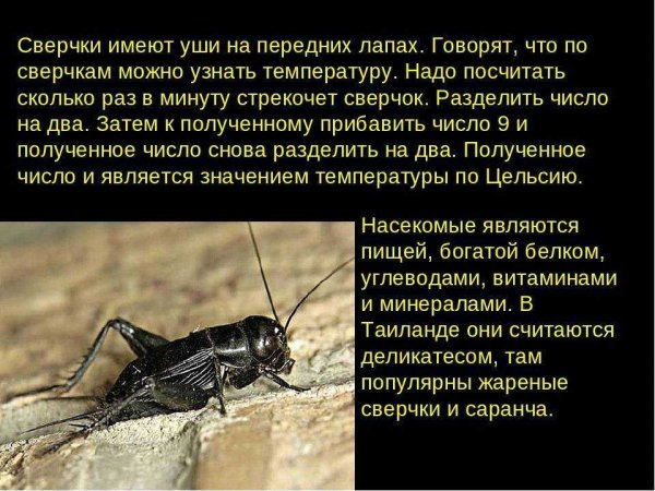 Сверчки