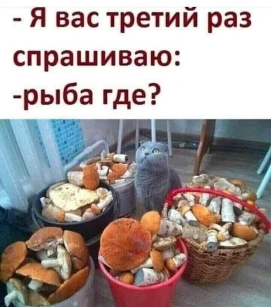 КотЭ)