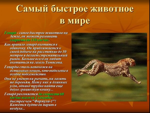 Гепард