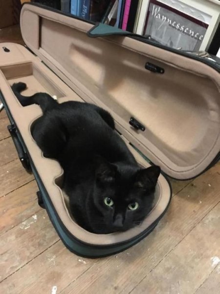 Кошечка