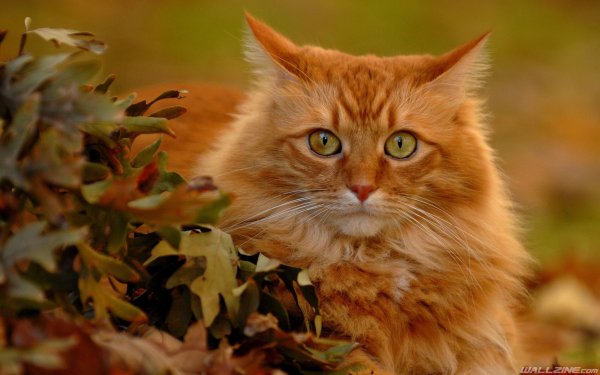 1ab0caa4ad131a58c08e32ce24da0846