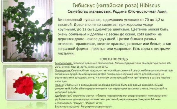 Гибискус