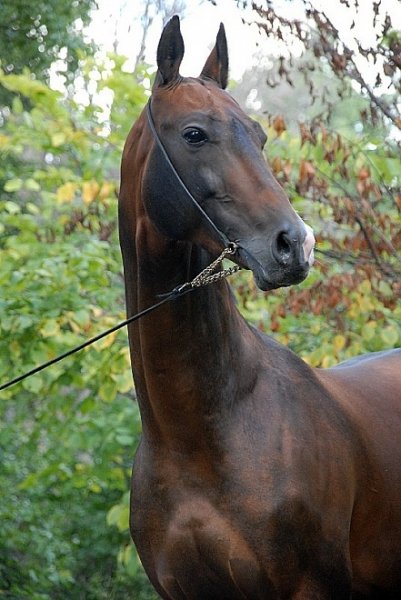 Ой какой красавец!