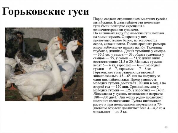 Горьковские гуси