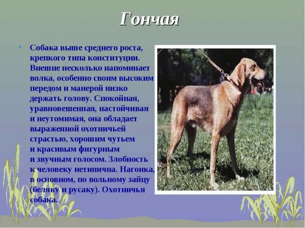 Гончая