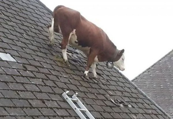 pics