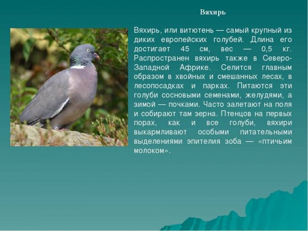 Вяхирь