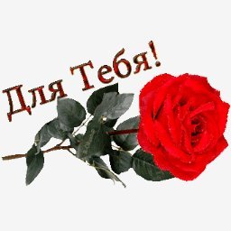 роза