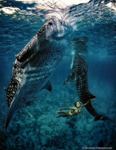 "Racing Extinction"