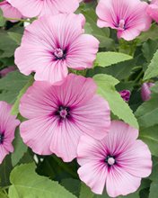 Flowers 264