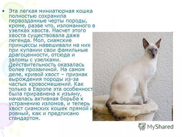 Сиамские кошки
