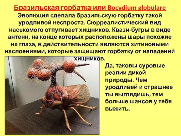 Бразильская горбатка