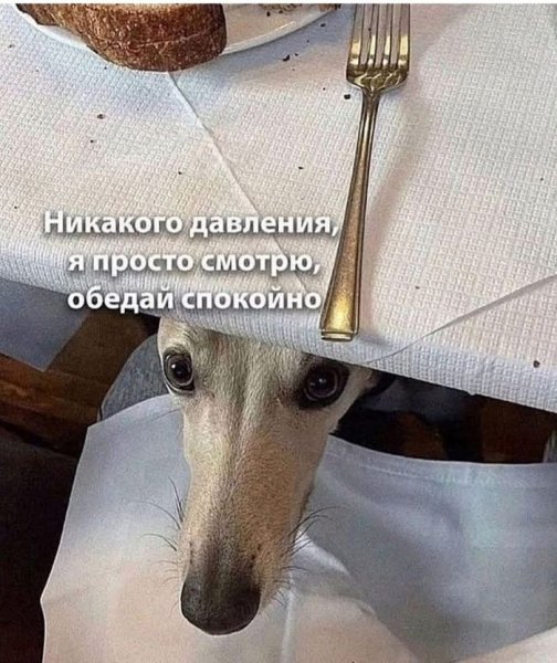 Jumor-v-kartinkah-i-memah-dlja-podnjatija-nastroenija-13