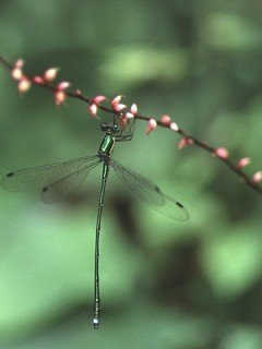 Insects 018