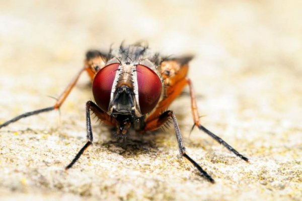 Почему мухи в конце лета начинают больно жалить?