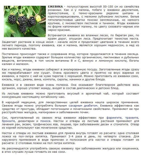 Ежевика